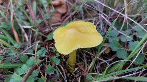 Safrangelber-Saftling_Hygrocybe-acutoconica_20251009_153501.jpg