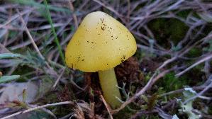 Safrangelber-Saftling_Hygrocybe-acutoconica_20251009_154019.jpg