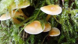 Samtfussruebling_Flammulina-velutipes_20241212_135115.jpg