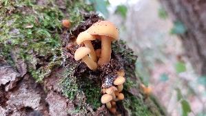 Samtfussruebling_Flammulina-velutipes_20241215_135748.jpg