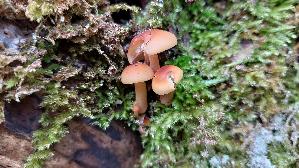 Samtfussruebling_Flammulina-velutipes_20241217_122529.jpg