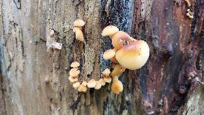 Samtfussruebling_Flammulina-velutipes_20241217_125106.jpg