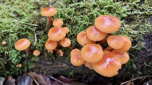 Samtfussruebling_Flammulina-velutipes_20241220_143713.jpg