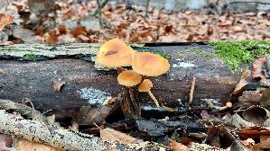 Samtfussruebling_Flammulina-velutipes_20241220_145026.jpg