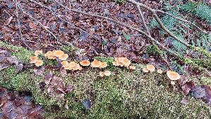 Samtfussruebling_Flammulina-velutipes_20241225_143044.jpg