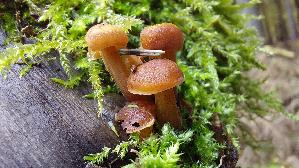 Samtfussruebling_Flammulina-velutipes_20251029_122716.jpg
