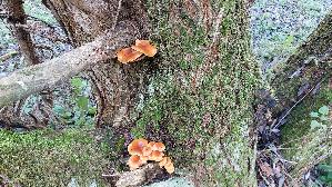 Samtfussruebling_Flammulina-velutipes_20251126_113159.jpg