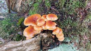 Samtfussruebling_Flammulina-velutipes_20251126_113206.jpg