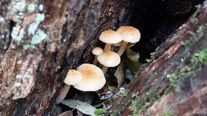 Samtfussruebling_Flammulina-velutipes_20251126_115555.jpg