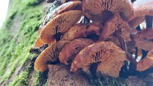 Samtfussruebling_Flammulina-velutipes_20251202_133633.jpg