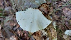 Samtige-Tramete_Trametes-pubescens_20250817_142421.jpg