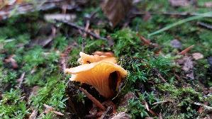Samtiger-Pfifferling_Cantharellus-friesii_20250728_154059.jpg