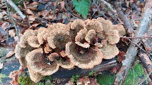 Samtiger-Schichtpilz_Stereum-subtomentosum_20241225_145403.jpg