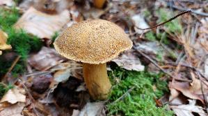 Sandroehrling_Suillus-variegatus_20250930_131806.jpg