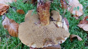 Sandroehrling_Suillus-variegatus_20251026_111806.jpg