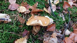 Sandroehrling_Suillus-variegatus_20251109_135446.jpg