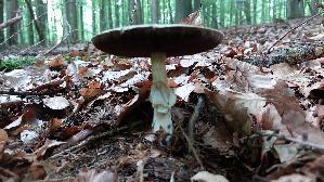 Schiefknolliger-Anis---Champignon_Agaricus-essettei_20250809_095705.jpg