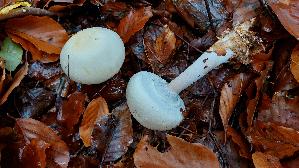 Schiefknolliger-Anis---Champignon_Agaricus-essettei_20251031_124925.jpg