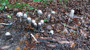 Schopf---Tintling_Coprinus-comatus_20250925_122202.jpg