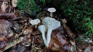 Schuesselfoermiger-Trichterling_Clitocybe-catinus_20250728_132638.jpg