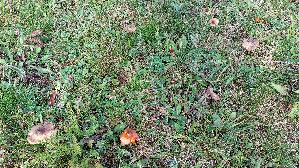 Schwaerzender-Saftling_Hygrocybe-nigrescens_20251018_130300.jpg