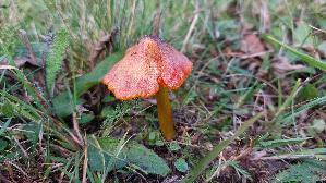 Schwaerzender-Saftling_Hygrocybe-nigrescens_20251018_130322.jpg