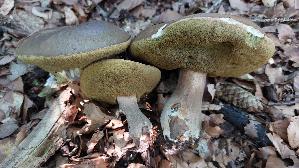 Schwarzhuetiger-Steinpilz_Boletus-aereus_20250810_083714.jpg