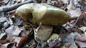Schwarzhuetiger-Steinpilz_Boletus-aereus_20250810_083937.jpg