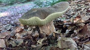 Schwarzhuetiger-Steinpilz_Boletus-aereus_20250810_084309.jpg