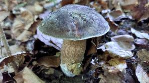 Schwarzhuetiger-Steinpilz_Boletus-aereus_20250810_084457.jpg