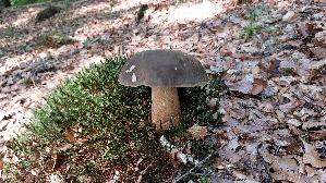 Schwarzhuetiger-Steinpilz_Boletus-aereus_20250810_090617.jpg