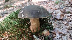 Schwarzhuetiger-Steinpilz_Boletus-aereus_20250810_090631.jpg