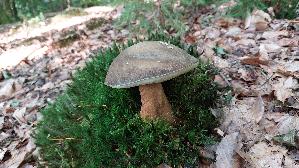 Schwarzhuetiger-Steinpilz_Boletus-aereus_20250810_090655.jpg