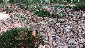 Schwarzhuetiger-Steinpilz_Boletus-aereus_20250810_090710.jpg