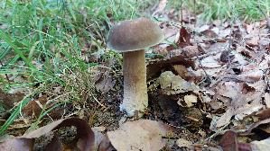 Schwarzhuetiger-Steinpilz_Boletus-aereus_20250812_082214.jpg