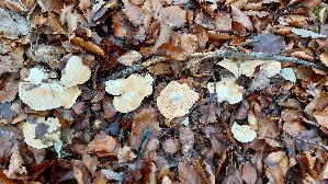 Semmelstoppelpilz_Hydnum-repandum_20241211_141601.jpg