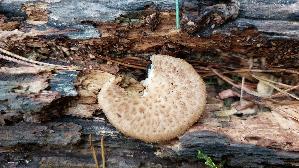 Sklerotienporling_Polyporus-tuberaster_20250923_163000.jpg