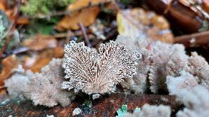Spaltblaettling_Schizophyllum-commune_20251021_123535.jpg