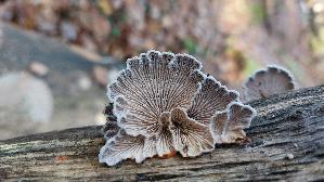 Spaltblaettling_Schizophyllum-commune_20251123_135919.jpg