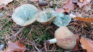 Spangruener-Kiefern---Reizker_Lactarius-semisanguifluus_20251030_125225.jpg