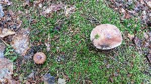 Speisetaeubling_Russula-vesca_20250801_120006.jpg
