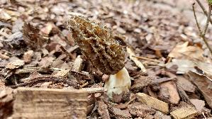 Spitzmorchel_Morchella-elata_20250410_125113.jpg