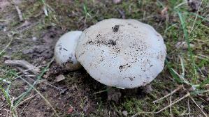 Stadt---Champignon_Agaricus-bitorquis_20250806_132730.jpg