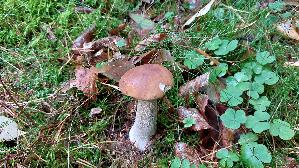 Steinpilz_Boletus-edulis_20250926_121946.jpg