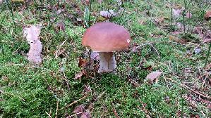 Steinpilz_Boletus-edulis_20250930_130211.jpg