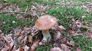 Steinpilz_Boletus-edulis_20251001_153153.jpg