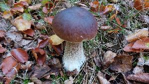 Steinpilz_Boletus-edulis_20251018_135344.jpg
