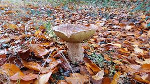 Steinpilz_Boletus-edulis_20251028_121913.jpg