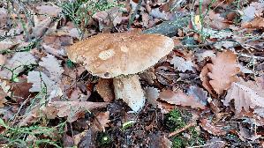 Steinpilz_Boletus-edulis_20251105_142351.jpg
