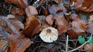Sternschuppiger-Riesenschirmpilz_Macrolepiota-rhodosperma_20251126_131906.jpg